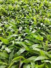 Close up of green grass in the park