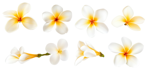 Nine Plumeria Flowers, Isolated