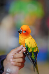 sun conure parrot free flying bird on a hand 