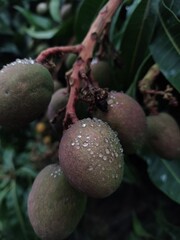Mangos on the tree