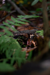 Inedible forest mushrooms, wild and toxic, growing naturally