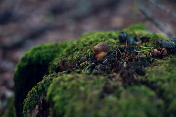 White edible mushroom growing in grass, natural and fresh setting