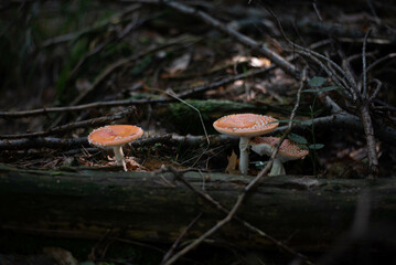 Red fly agaric mushroom in grass, vivid and iconic