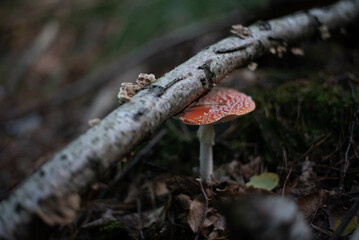 Red fly agaric mushroom in grass, vivid and iconic