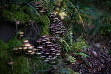 Inedible forest mushrooms, wild and toxic, growing naturally