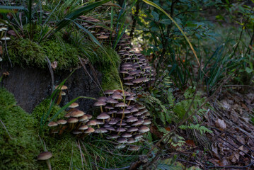 Inedible forest mushrooms, wild and toxic, growing naturally