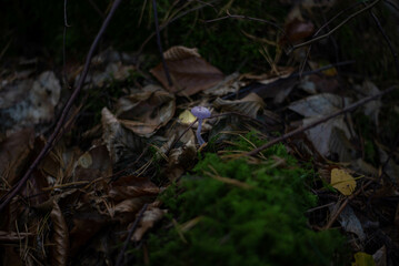 Inedible forest mushrooms, wild and toxic, growing naturally