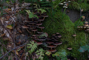 Inedible forest mushrooms, wild and toxic, growing naturally