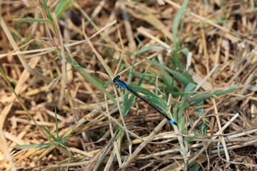 close-up of a blue damselfly on the grass