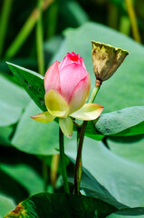 Blossoming lotus flower in pond
