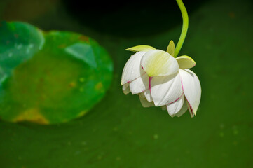 Blossoming lotus flower in pond
