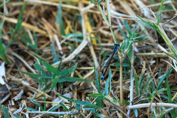 close-up of a blue damselfly on the grass