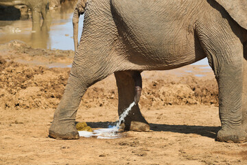 details of male elephant urinating in Addo national park