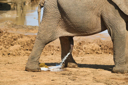 details of male elephant urinating in Addo national park