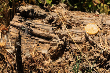 a dragonfly in the grasses and a lemon slice