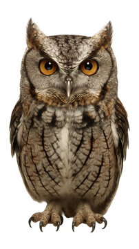 Eastern screech owl with cryptic grey and rust-colored feather patterns