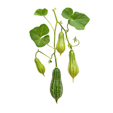 Close up of green pointed gourds hanging from a vine with green leaves