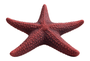 Giant sea star with thick, robust arms and a rough texture in various shades of red and purple