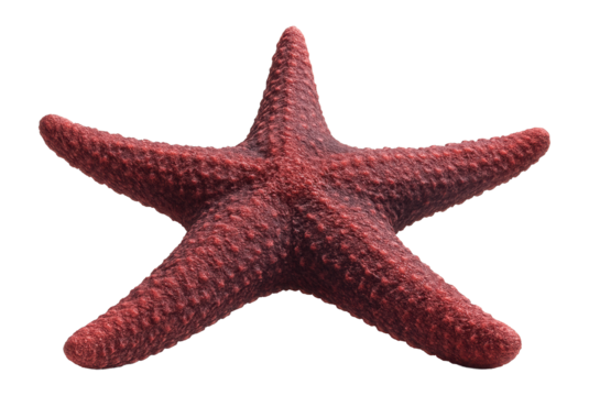 Giant sea star with thick, robust arms and a rough texture in various shades of red and purple