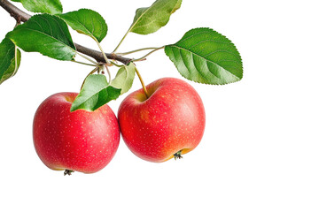 Two red apples on a branch with green leaves