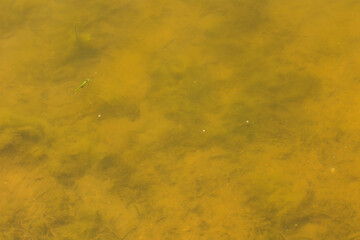 Fototapeta premium Small fresh water fish and a water bubble other in the lake 