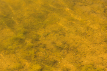 Small fresh water fishes chasing each other in the lake 