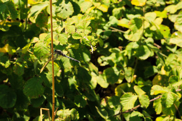a close-up of a dragonfly in the grasses 