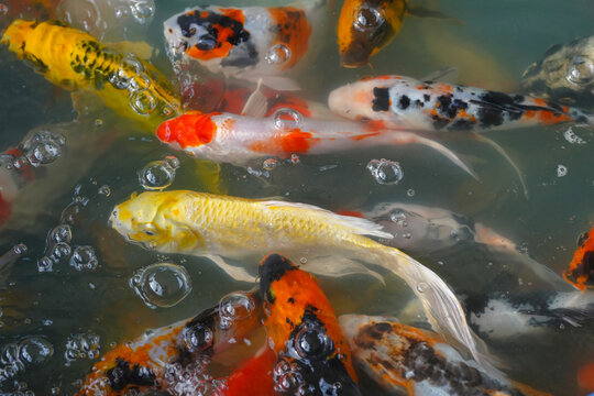 koi fish swimming in a pond - Powered by Adobe