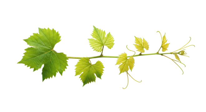 UHD photorealistic image of a single, vibrant green grapevine branch with lush leaves & curly tendrils, horizontally arranged against a clean white background, ample copy space, concept of botanical