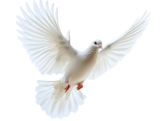 White dove in flight