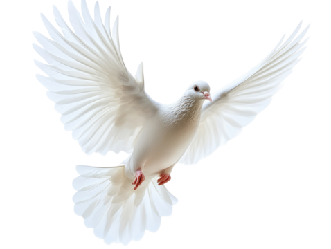 White dove in flight