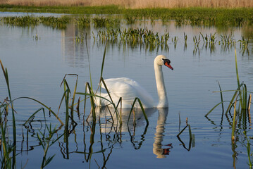 White swan floating gracefully on water surface of a lake in Delta Vacaresti natural park in...