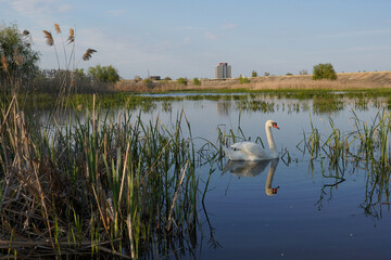 White swan floating gracefully on water surface of a lake in Delta Vacaresti natural park in...