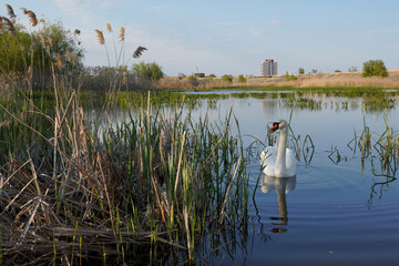 White swan floating gracefully on water surface of a lake in Delta Vacaresti natural park in...