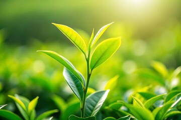 Vibrant green tea plant sprout with delicate new leaves bathed in soft golden sunlight