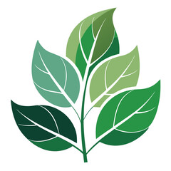 green leaves isolated on white background