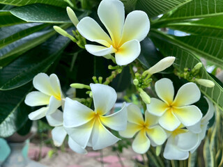 frangipani plumeria flower