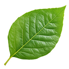 Obraz premium Natural Green Leaf with Fine Veins on Clear Background