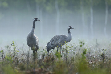 Żuraw (Grus grus), crane © Bartosz Rakoczy