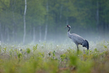 Żuraw (Grus grus), crane © Bartosz Rakoczy