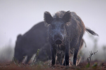 Dzik euroazjatycki, dzik, (Sus scrofa) © Bartosz Rakoczy