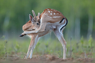 Daniel (Dama dama), fallow deer