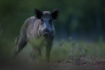 Dzik euroazjatycki, dzik, (Sus scrofa) © Bartosz Rakoczy