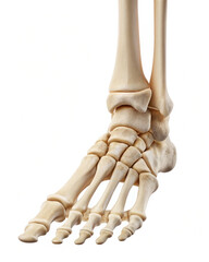 Human feet skeleton on white background 