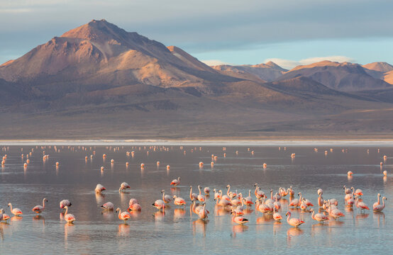 Flamingo