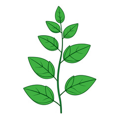 green leaves isolated on white background