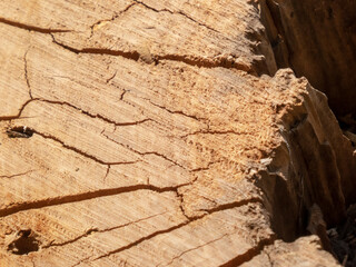 Close-up of Weathered Tree Stump with Cracks and Texture