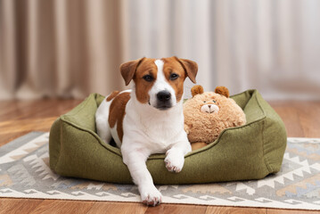 Cute Jack Russell Terrier lying in a green dog bed with a plush teddy bear toy and looking at the camera