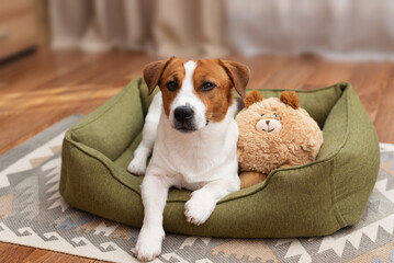 Adorable Jack Russell Terrier lying in a green dog bed with a plush teddy bear toy and looking at the camera
