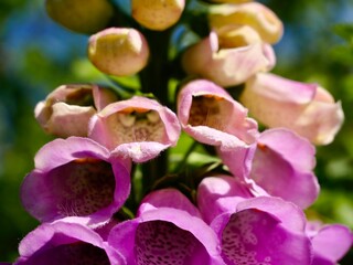 Pink flower of the foxglove (Digitalis purpurea) or common foxglove, in garden. Sweden